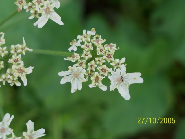 Heracleum sphondylium subsp. sphondylium / Panace comune